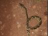 Criança picada por serpente é transferida de helicóptero para Cascavel
