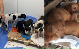Cães mortos congelados em freezer são achados em terreno que funcionava como abrigo em SC