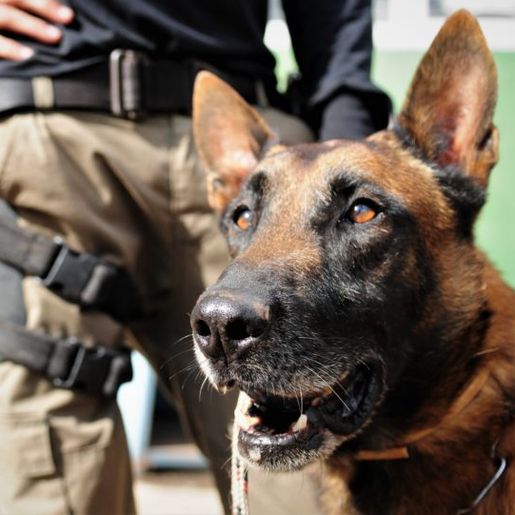 OUÇA: Núcleo de Operações com Cães da Polícia Civil deverá ser instalado em SMO