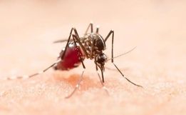 Epidemia de dengue atinge 21 municípios de SC e registra aumento de 30% em sete dias