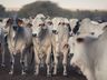 Propriedades recebem certificação de área livre de zoonoses