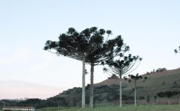 Serra Catarinense registra temperaturas negativas e alerta de neve continua