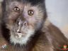 Macaco-Prego é resgatado no interior de Itapiranga