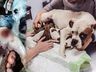 ONGs recolhem cães que tiveram caudas cortadas em São Miguel do Oeste