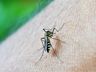 Trevisan decreta Situação de  Emergência pela epidemia de dengue