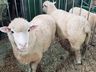 Exposição de animais será destaque na 15ª Efacitus, em Tunápolis