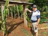 Morador de SJCedro investe no cultivo de pitaya