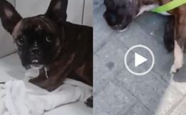 Justiça decide novo lar de cadela resgatada pela PM; assista ao vídeo