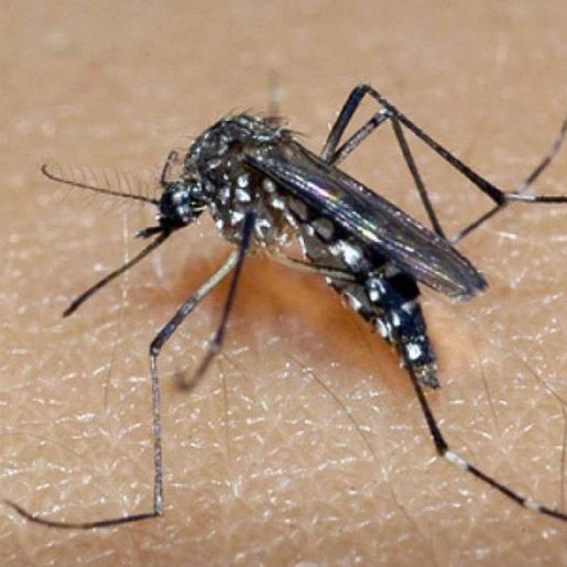 Aumento do vetor da Dengue é esperado para os próximos meses na região