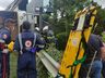 Caminhão carregado com 18 bois capota e animais caem em ribanceira em SC
