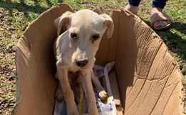 Polícia Civil resgata cachorro vítima de maus-tratos 