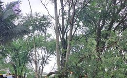 Fortes ventos derrubam árvores e danificam carros em Itapiranga