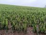 Itapiranga vai decretar situação de emergência em virtude de perdas na agricultura