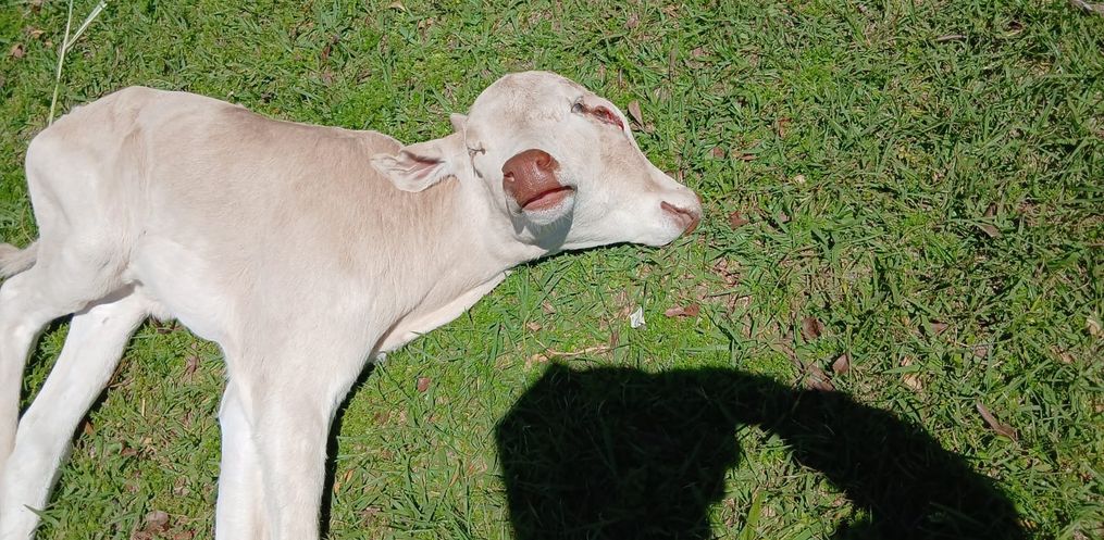 Bezerra com duas cabeças nasce em propriedade rural de Belmonte