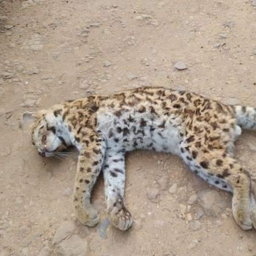 Gato-do-mato-pequeno é encontrado morto em Itapiranga