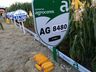 Cooperalfa envolve centenas de agricultores na 3ª Noite de Campo em SJCedro