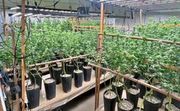 “Maconha de playboy” é descoberta durante flagra de plantação de drogas em Florianópolis