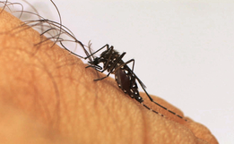 São José do Cedro decreta estado de epidemia de Dengue 