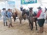 Cavalos crioulos de Itapiranga são avaliados na 11ª Efrait