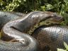 Vídeo mostra a força da mordida da sucuri verde, espécie considerada a maior do mundo