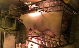 Porca dá à luz a 34 leitões em um único parto em Santa Catarina