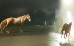 VÍDEO: Cavalo é flagrado correndo na contramão na Willy Barth em SMOeste