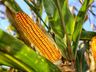 Epagri regional orienta agricultores antecipar plantio de grãos