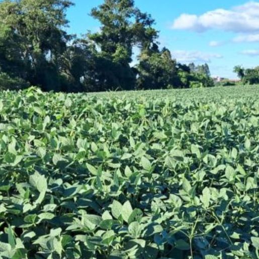 Chuva alivia estiagem no Extremo Oeste, mas prejuízos nas lavouras ainda preocupam produtores