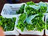 Ex-empresário do ramo frigorífico desempenha atividades com a produção de hortaliças