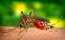 Anvisa aprova vacina contra dengue com eficácia de 80%