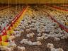 SC ultrapassa US$ 1,5 bilhão com exportações de carnes no primeiro semestre