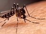Brasil chega a 21 mortes por dengue em 2025, aponta Ministério da Saúde