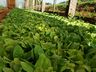 Produtores de Iporã do Oeste relatam satisfação na produção de tabaco há quase 20 anos