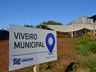 Viveiro de plantas de Guaraciaba tem produzido de 10 a 12 mil mudas por ano
