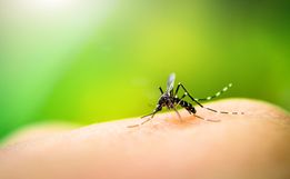 Palma Sola registra dez focos da dengue neste início de ano
