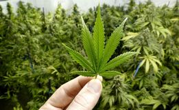 PM localiza plantação de maconha no interior de São Miguel do Oeste