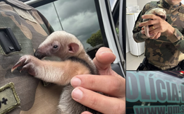 Filhote de tamanduá-mirim é resgatado pela Polícia Ambiental em Iraceminha