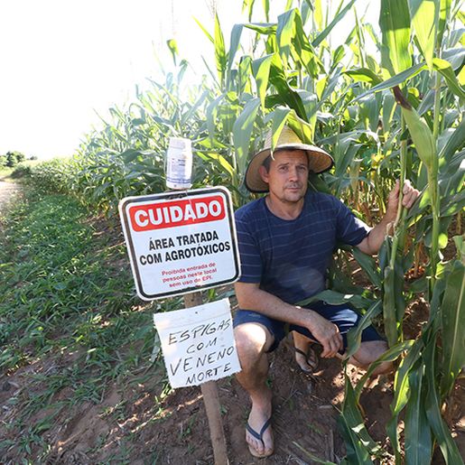 Agricultor gaúcho coloca alerta em lavoura de milho para espantar ladrões