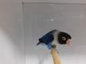 Associação dos Criadores de Aves de Iporã do Oeste realiza 1ª copa de ornitologia