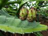 Morador de SJCedro investe no cultivo de pitaya