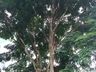 Tunápolis dá continuidade ao plano de arborização com plantio de árvores na cidade