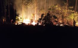Incêndio atinge 64 hectares de reflorestamento no interior