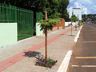 Prefeitura de SJCedro trabalha no plantio de árvores