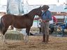 Cavalos crioulos de Itapiranga são avaliados na 11ª Efrait