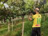 Produtor comemora safra da uva em Guarujá do Sul