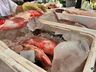 Feira do Peixe começa com previsão de venda de 5 toneladas em SMOeste 