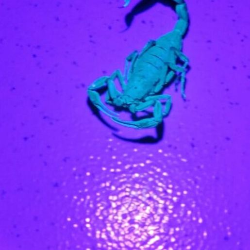 Descanso registra dois acidentes com escorpiões em menos 15 dias