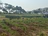 Cedup Campo Erê realiza tradicional Dia de Campo 