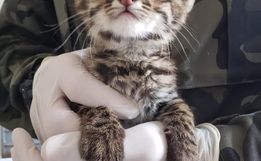 Gatos-do-mato encontrados na região são encaminhados ao Centro de Triagem de Animais Silvestres