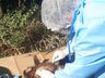 Macaco é encontrado morto; suspeita de febre amarela é investigada